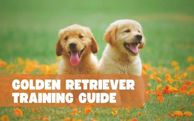 The Golden Retriever Training Guide: How To Train Your Puppy