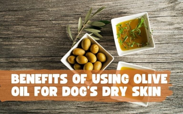 6-benefits-of-using-olive-oil-for-dog-s-dry-skin